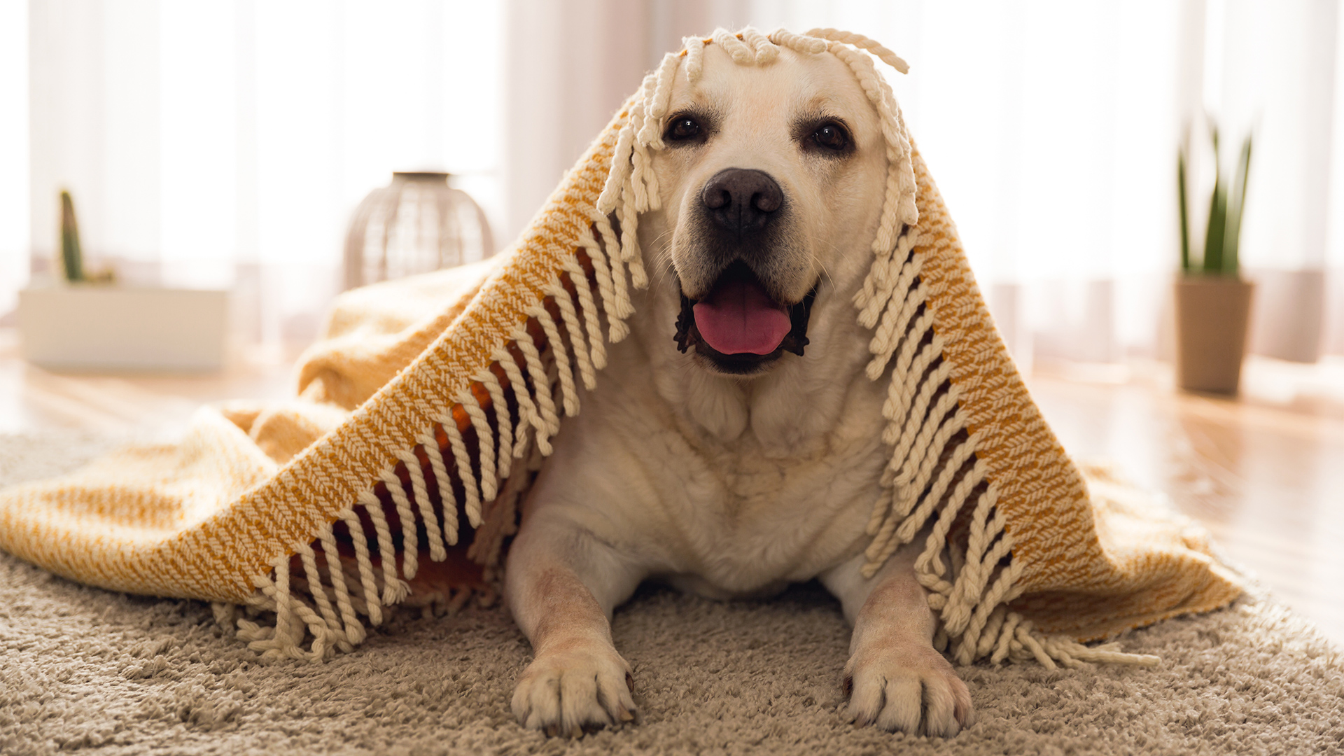 Das Tutela Legale News Giuridica Cosa Fare Se Il Cane Abbaia Tutta La Notte