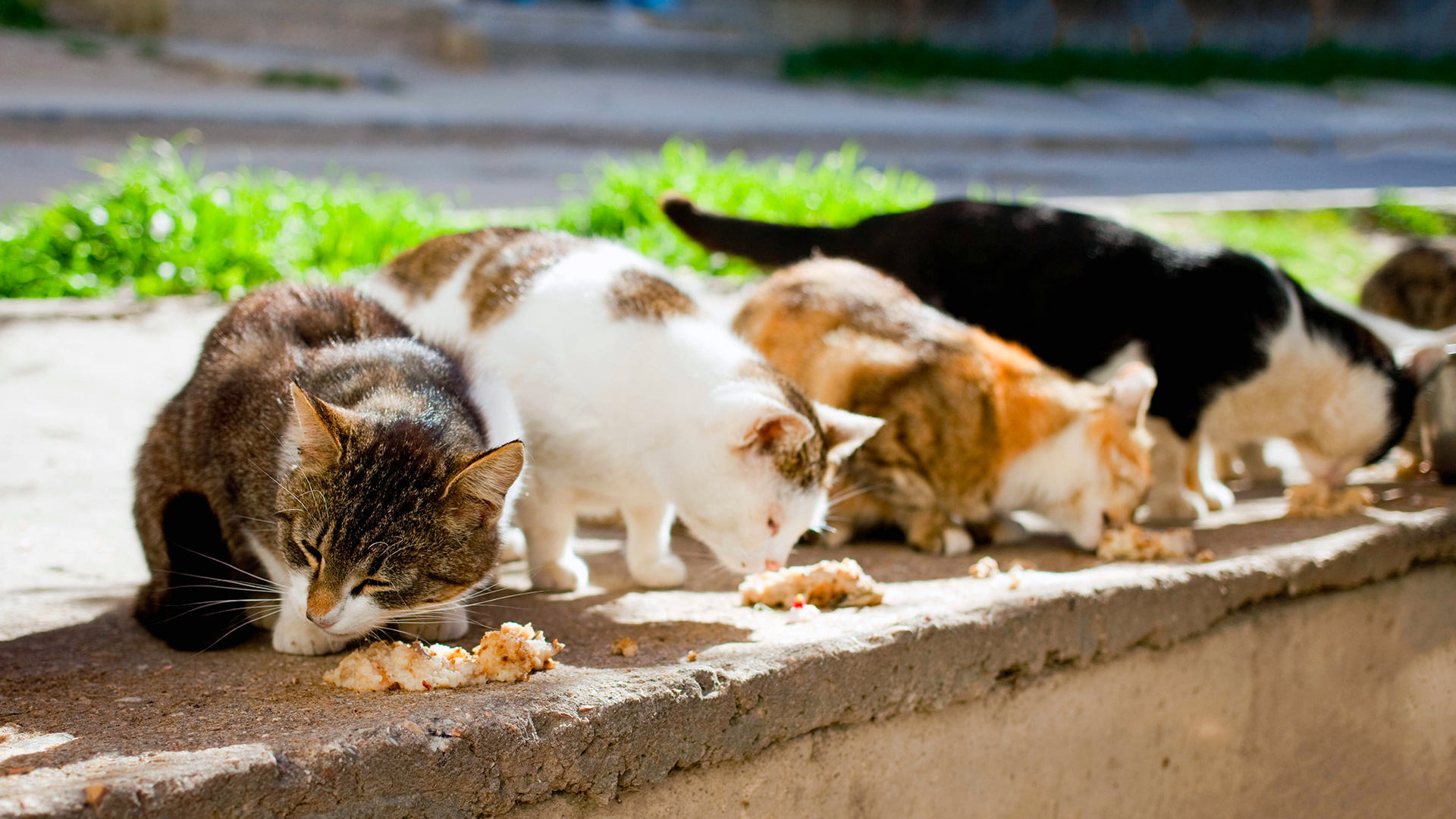 Gatti Randagi Das Polizza Colonie Feline 03112019